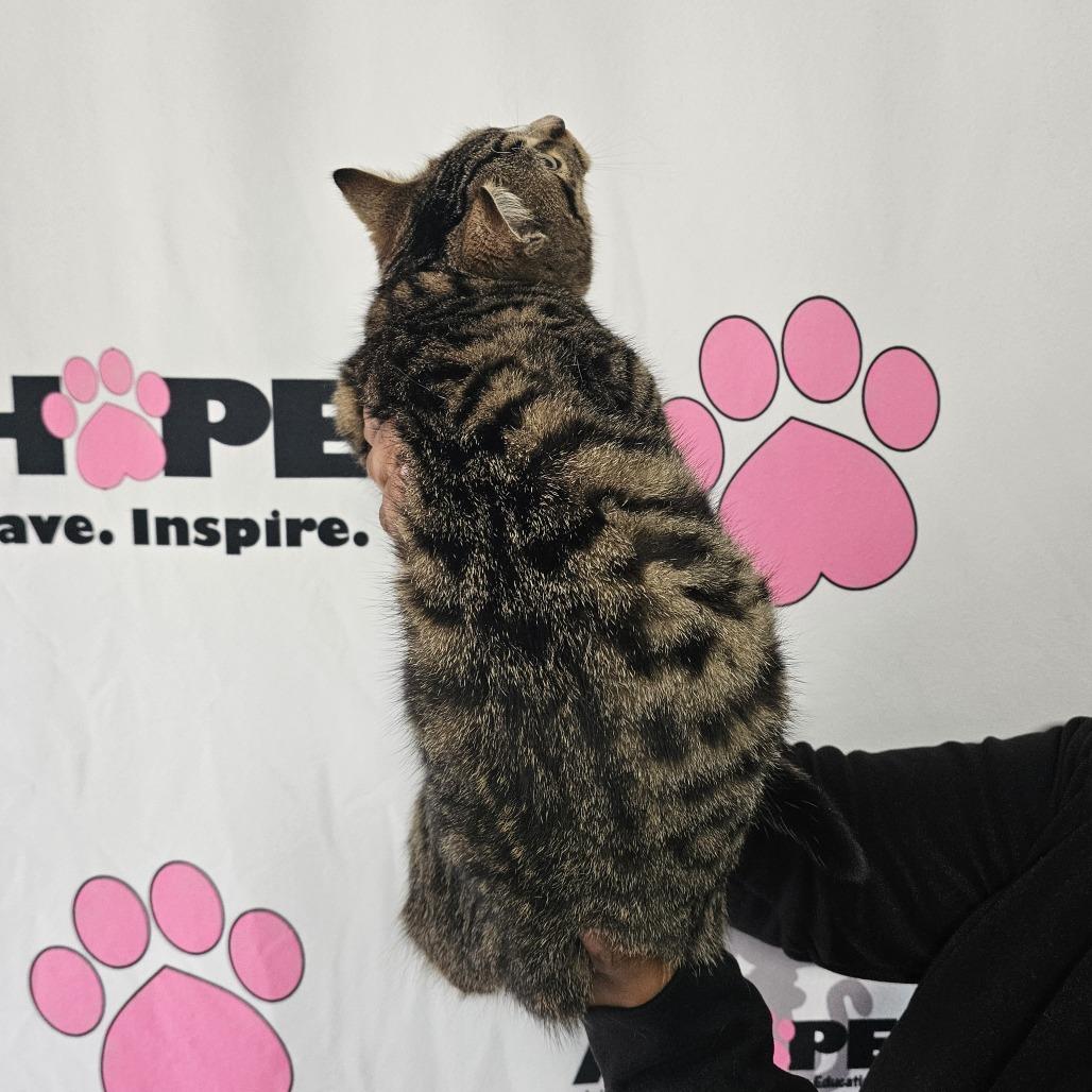 Enlarge Squirrel, a Adoptable mixed breed in Milton, FL image 4/4