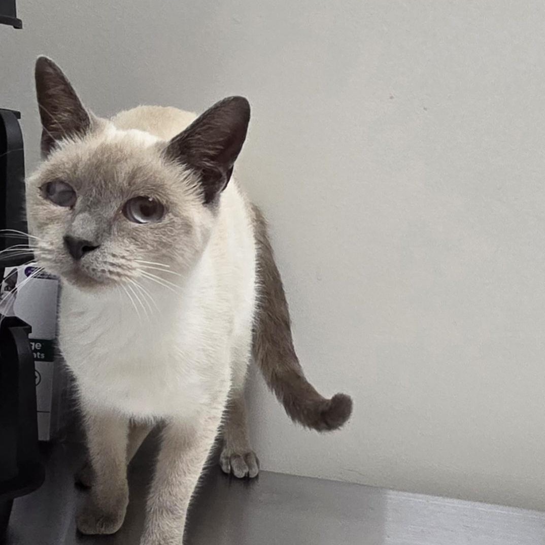 Lawana, Adoptable, Adult Female Domestic Short Hair.