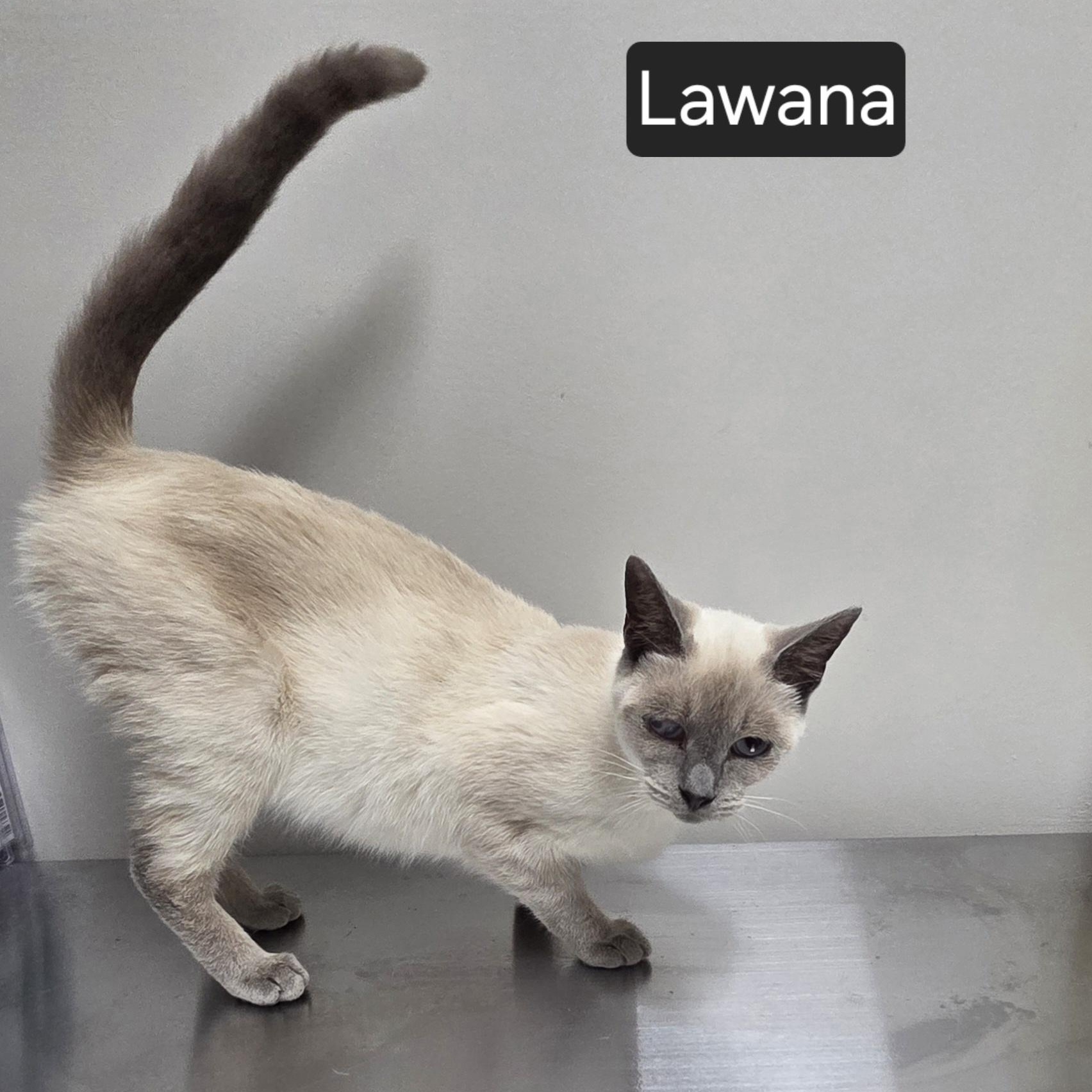 Enlarge Lawana, a Adoptable Domestic Short Hair in SNOW HILL, NC image 2/2