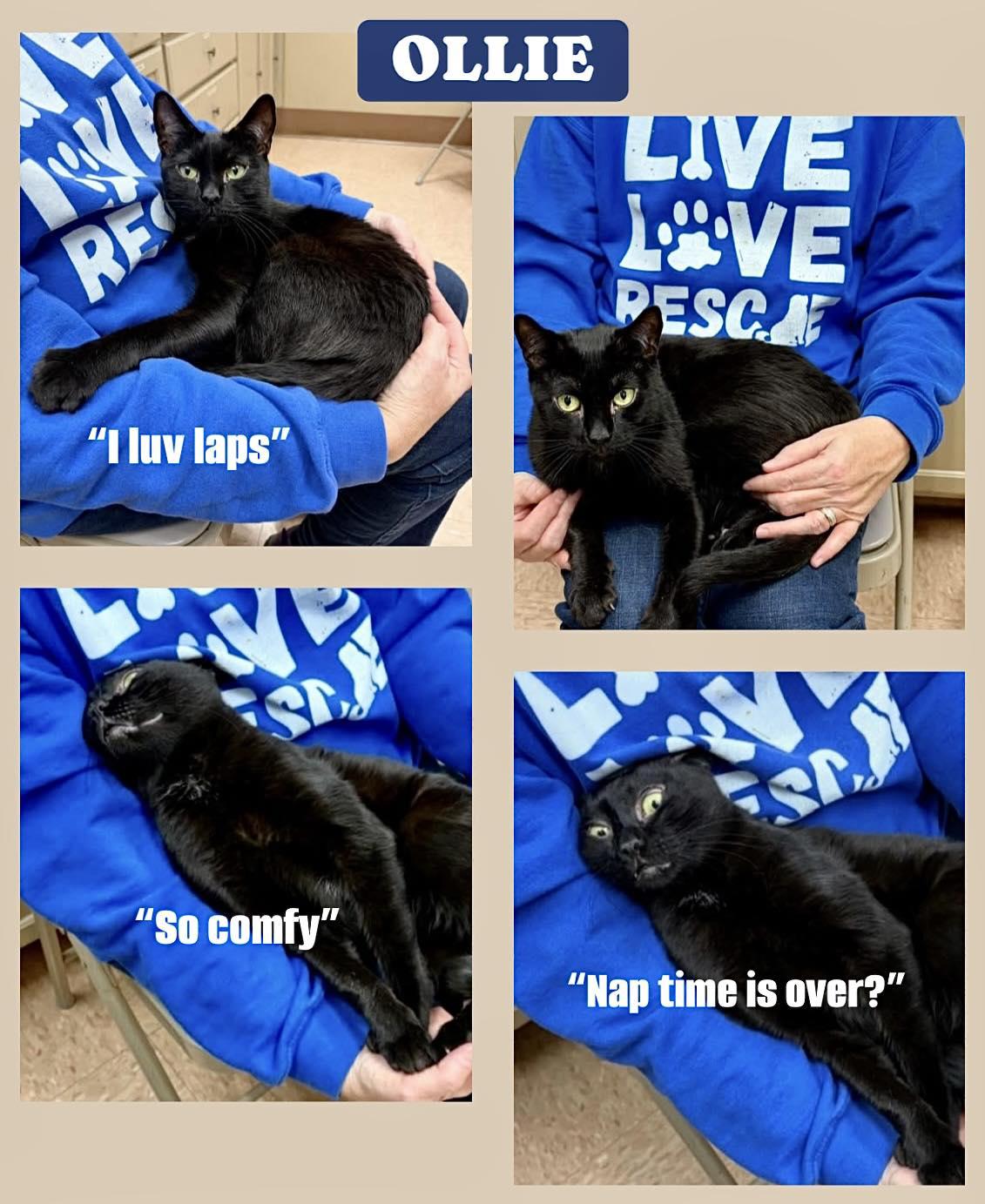 Enlarge Ollie, an adopted Domestic Short Hair in Batavia, NY image 2/2