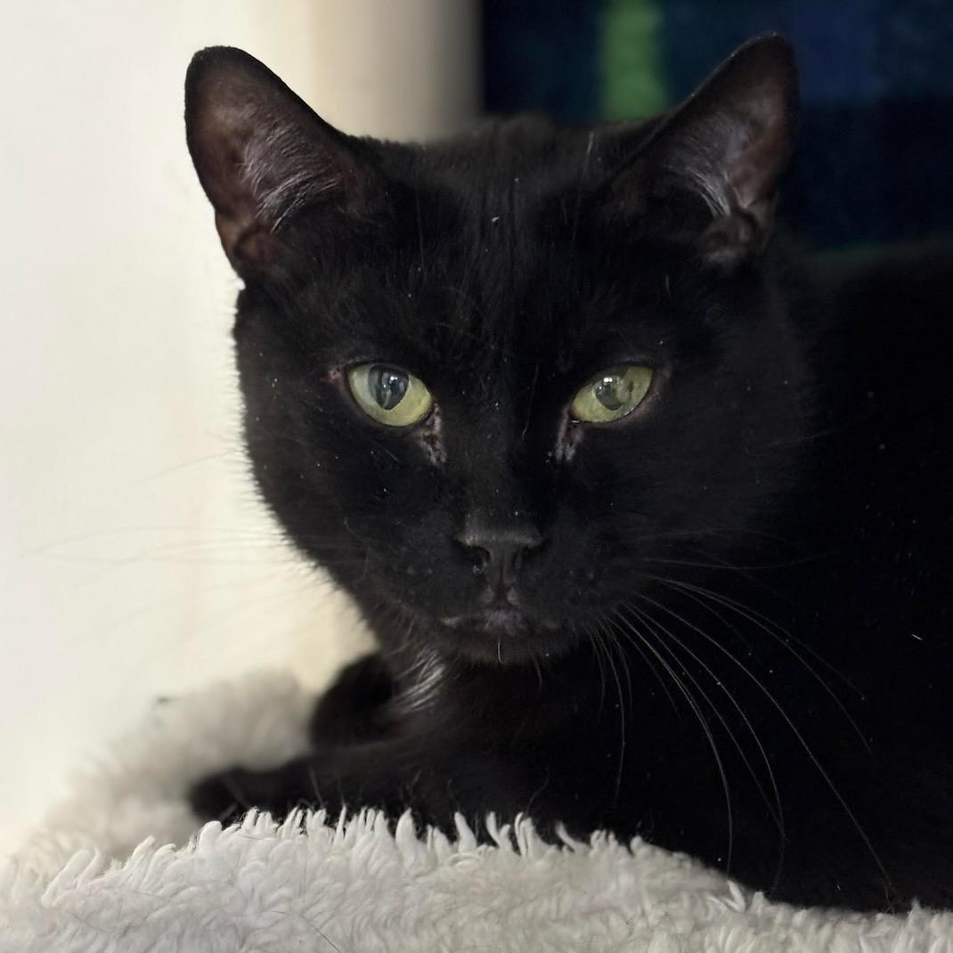 Enlarge Ollie, a Adoptable Domestic Short Hair in Batavia, NY image 1/1