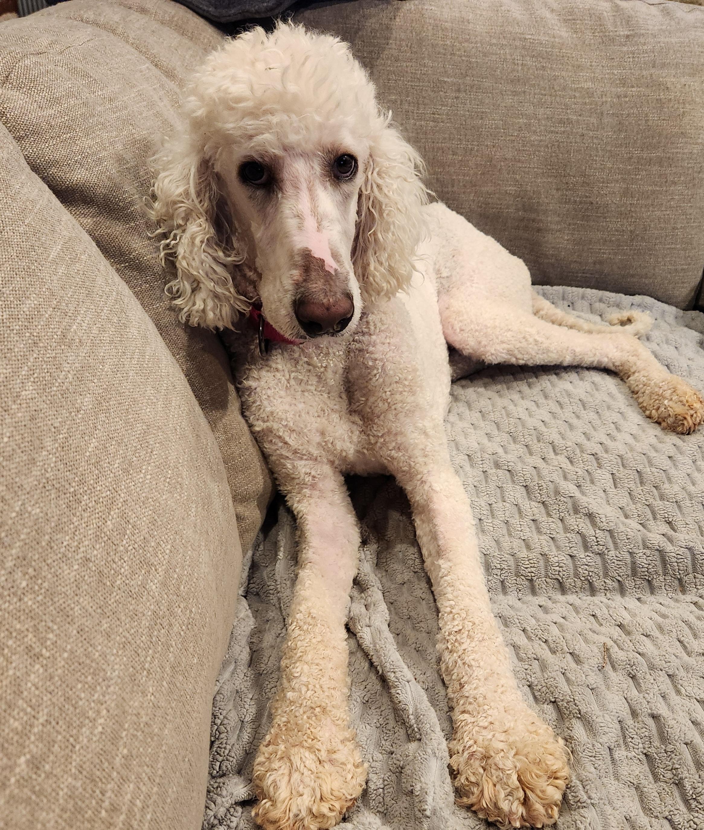 Enlarge Pixie( Abandoned in home, a ADOPTABLE Poodle in Smithfield, PA image 1/1