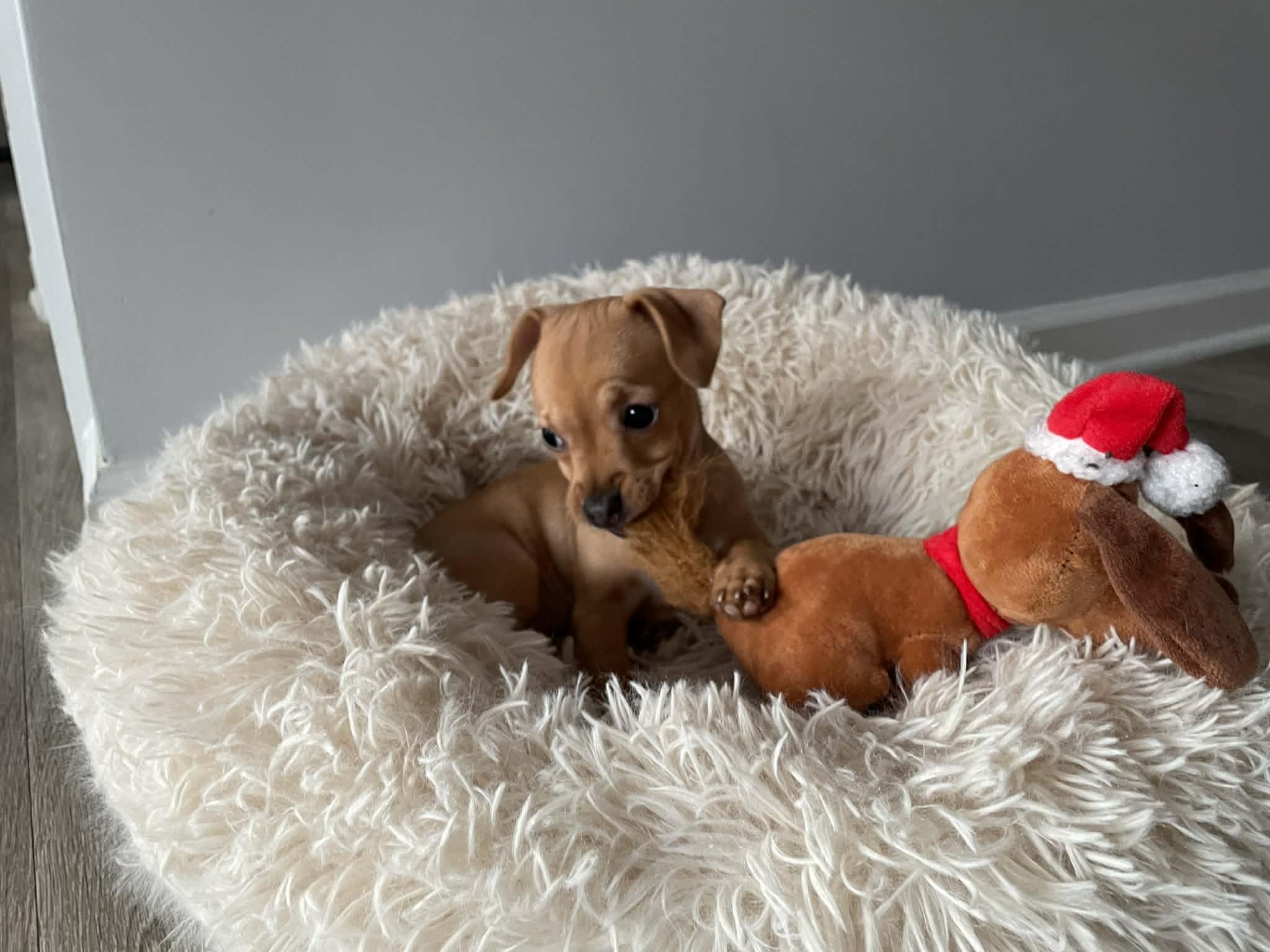 Mina, ADOPTABLE, Puppy Female Chihuahua & Dachshund.