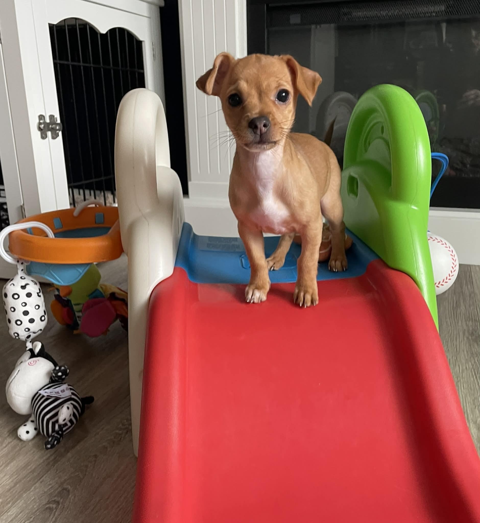 Mira, a ADOPTABLE mixed breed in Ellicott City, MD image 3/6