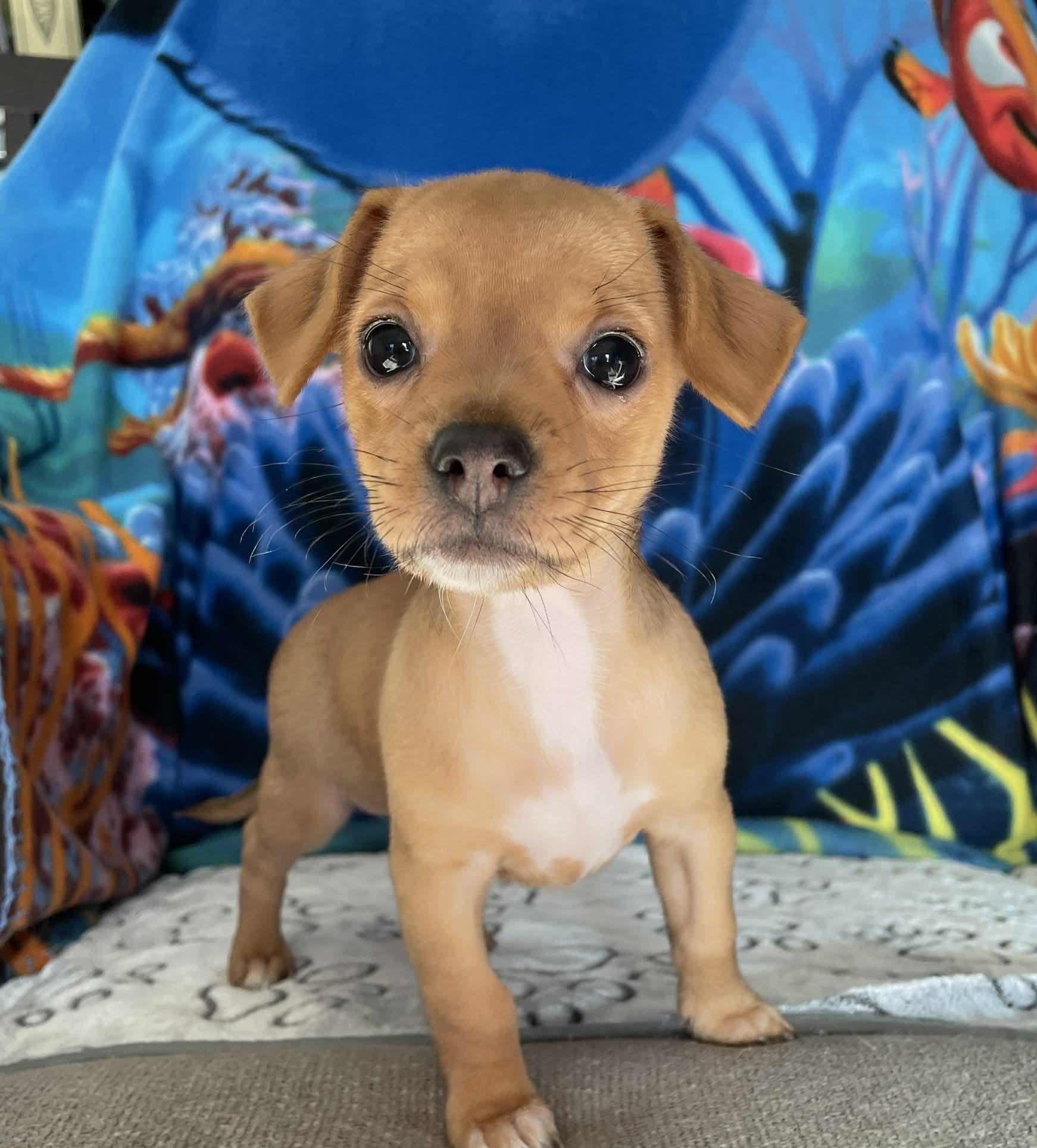 Mira, a ADOPTABLE mixed breed in Ellicott City, MD image 4/6