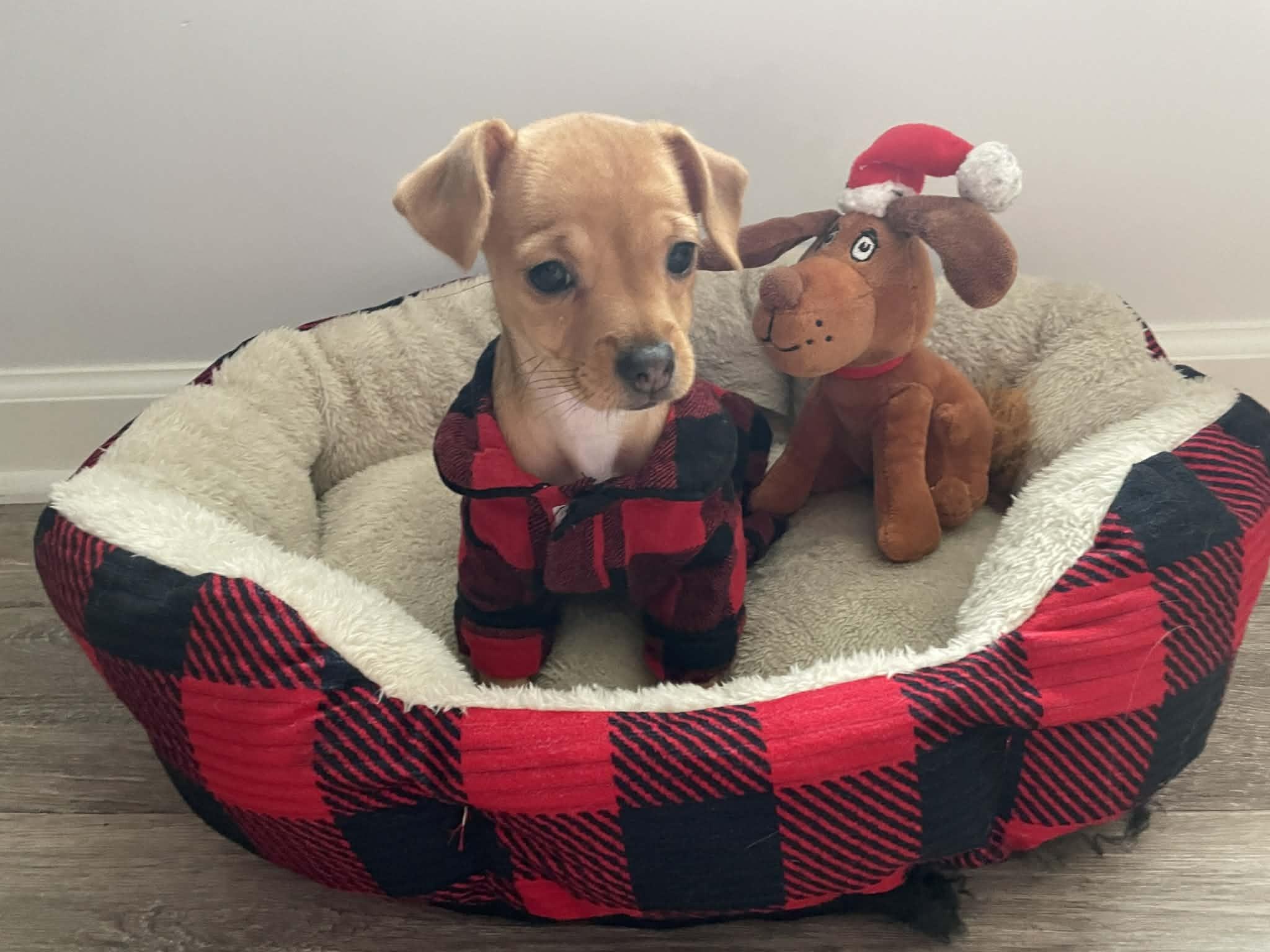 Mira, a ADOPTABLE mixed breed in Ellicott City, MD image 5/6