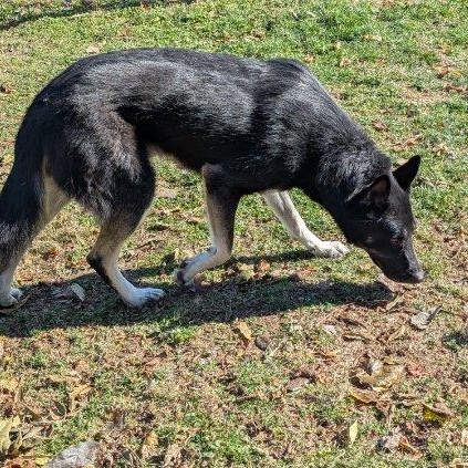 Enlarge Benji/Bear, a Adoptable Husky in Xenia , OH image 6/6