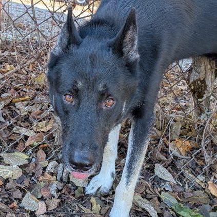 Enlarge Benji/Bear, a Adoptable Husky in Xenia , OH image 3/6