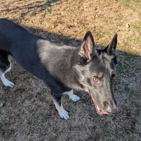 Enlarge Benji/Bear, a Adoptable Husky in Xenia , OH image 2/6
