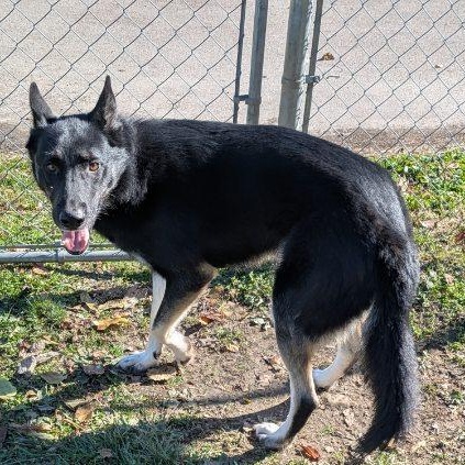 Enlarge Benji/Bear, a Adoptable Husky in Xenia , OH image 4/6