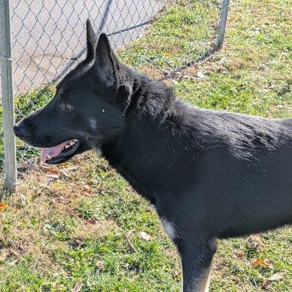 Enlarge Benji/Bear, a Adoptable Husky in Xenia , OH image 5/6