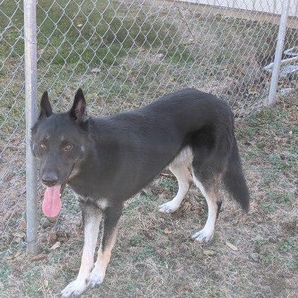 Benji/Bear, Adoptable, Adult Male Husky.
