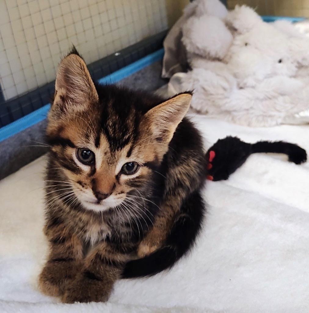 Wybie, Adoptable, Kitten Male Domestic Short Hair.