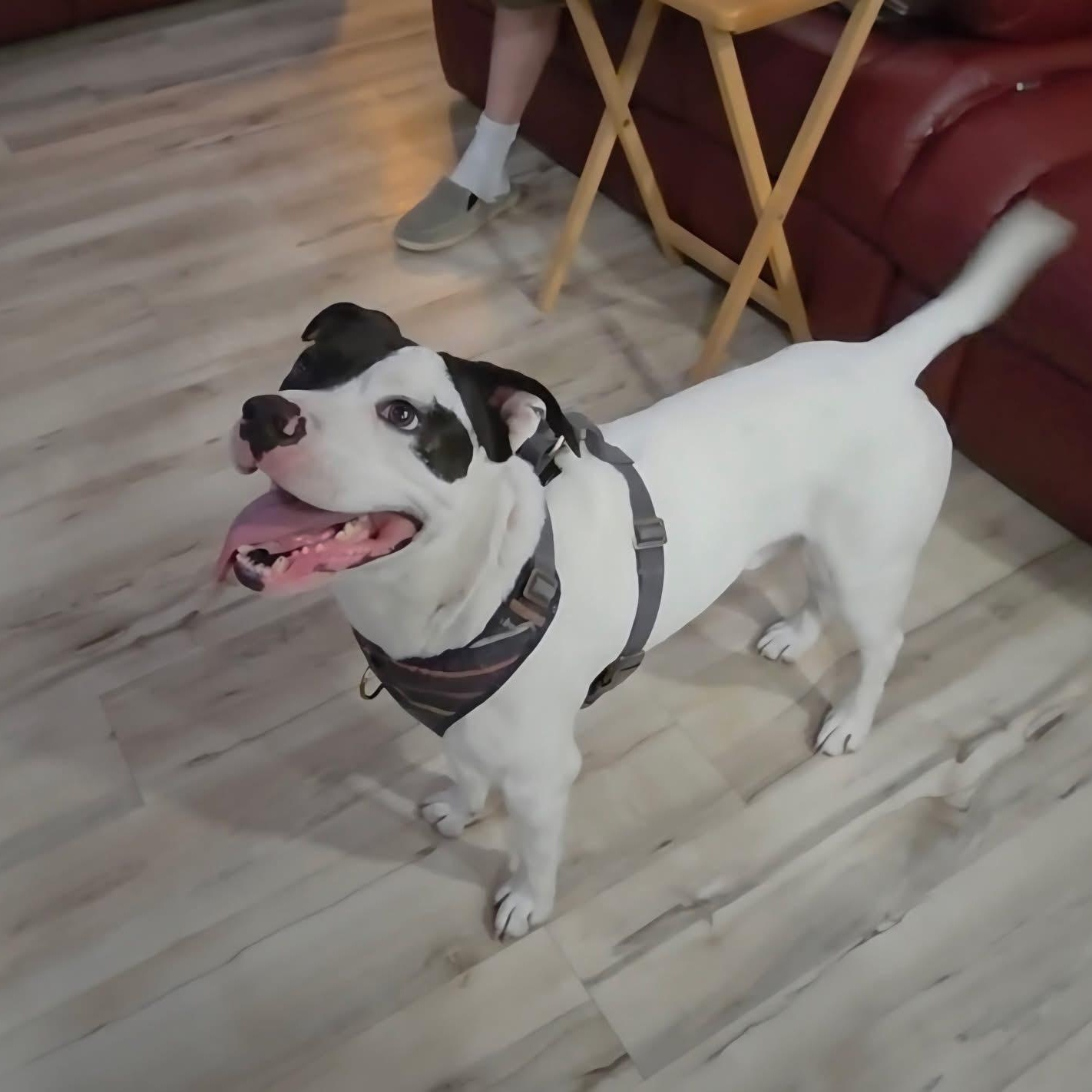 Enlarge Happy, a ADOPTABLE mixed breed in Barkhamsted, CT image 3/5