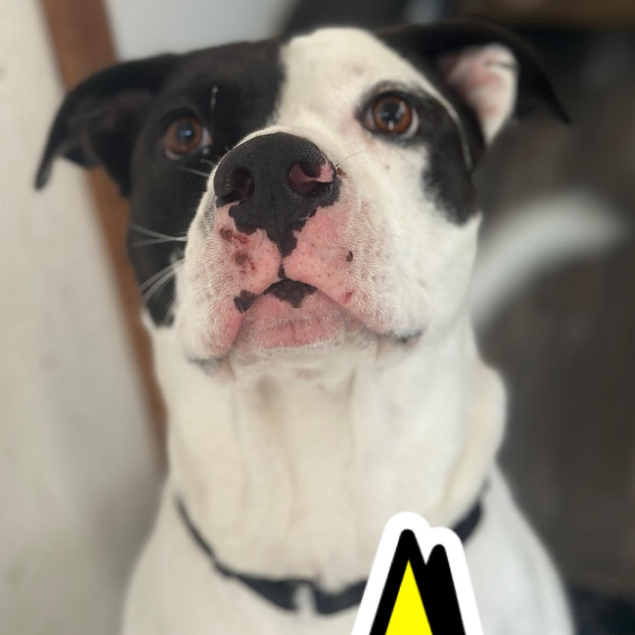 Happy, an adopted mixed breed in Barkhamsted, CT image 1/6