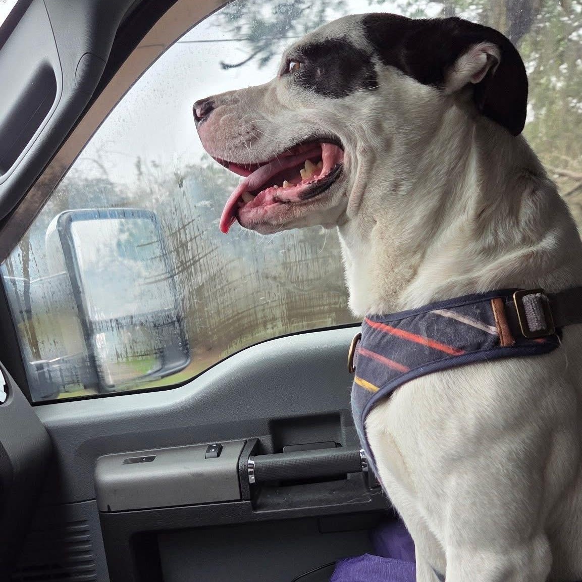 Enlarge Happy, a ADOPTABLE mixed breed in Barkhamsted, CT image 4/5