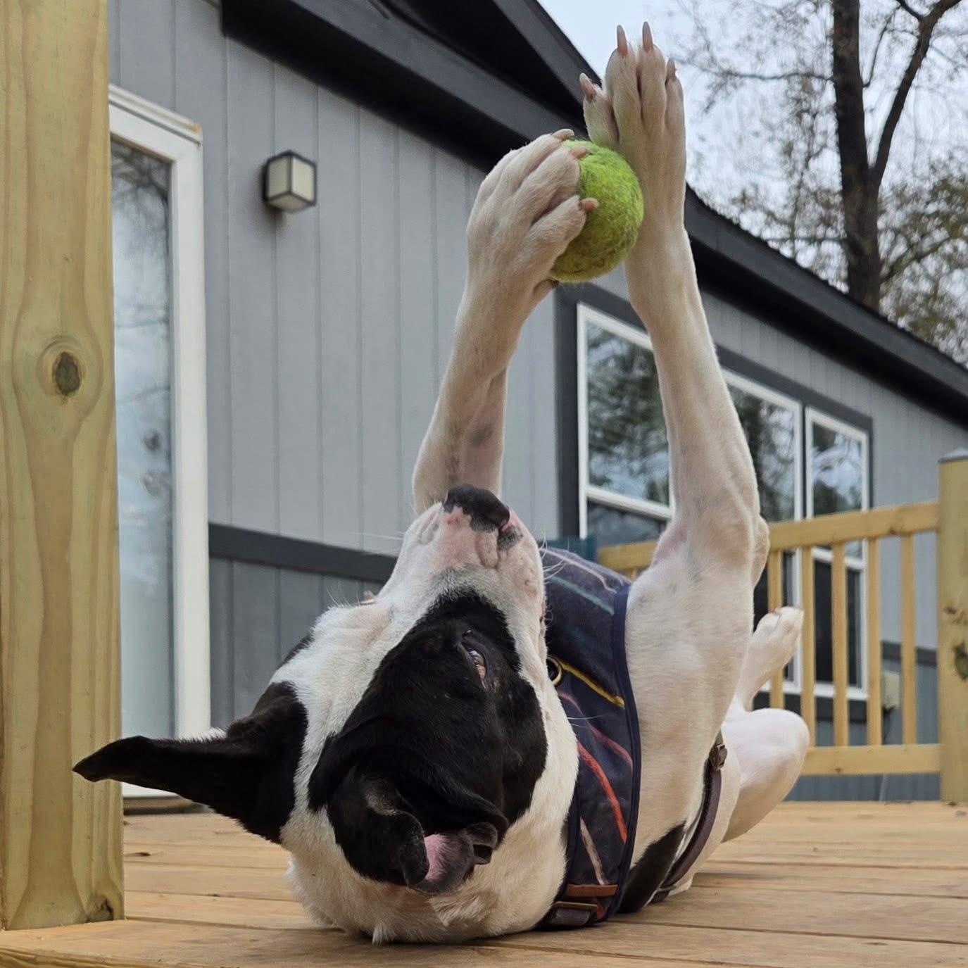 Enlarge Happy, a ADOPTABLE mixed breed in Barkhamsted, CT image 2/5