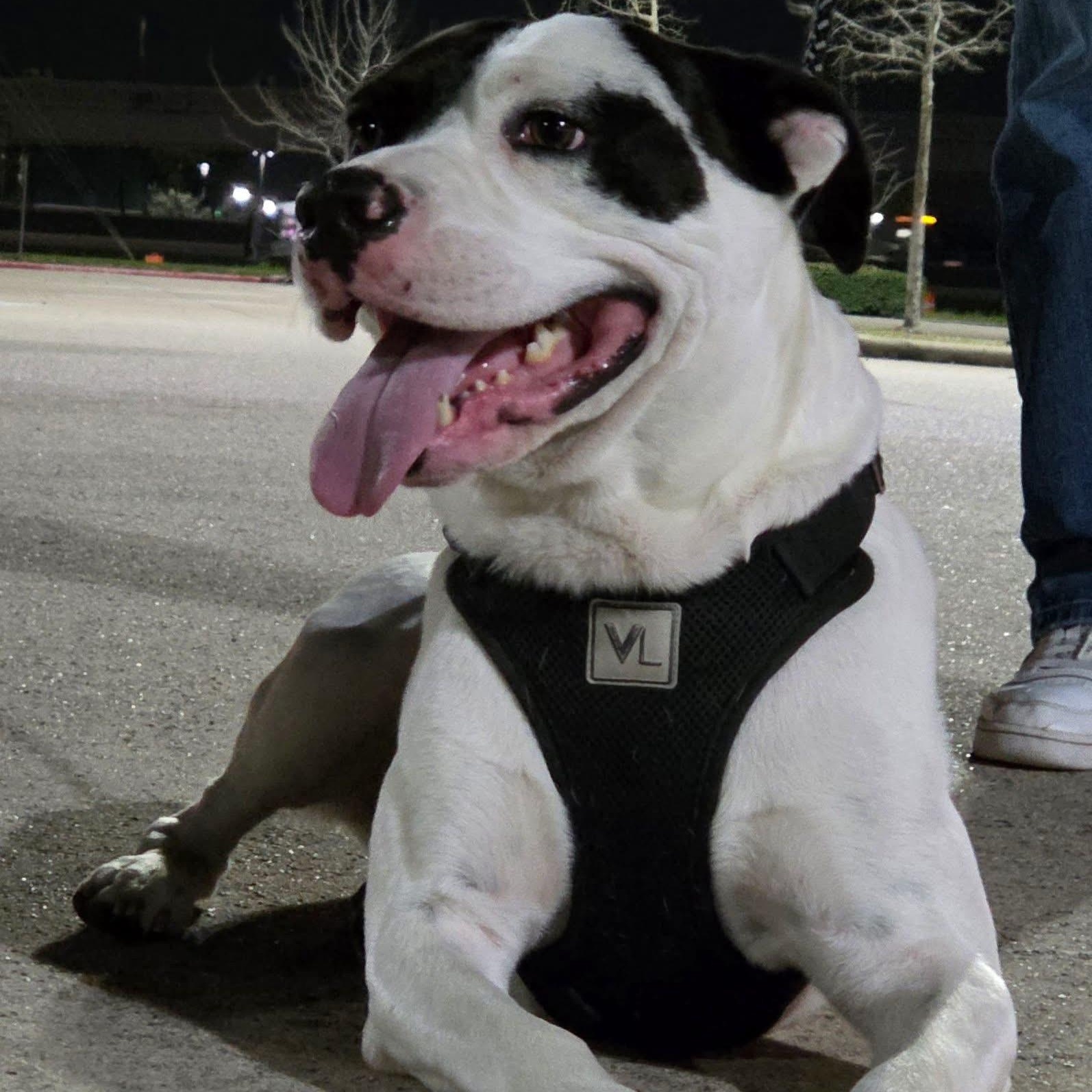 Happy, an adopted mixed breed in Barkhamsted, CT image 2/6