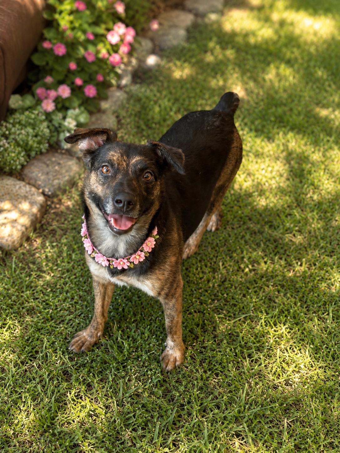 Myra, a ADOPTABLE mixed breed in Phoenix, AZ image 4/4