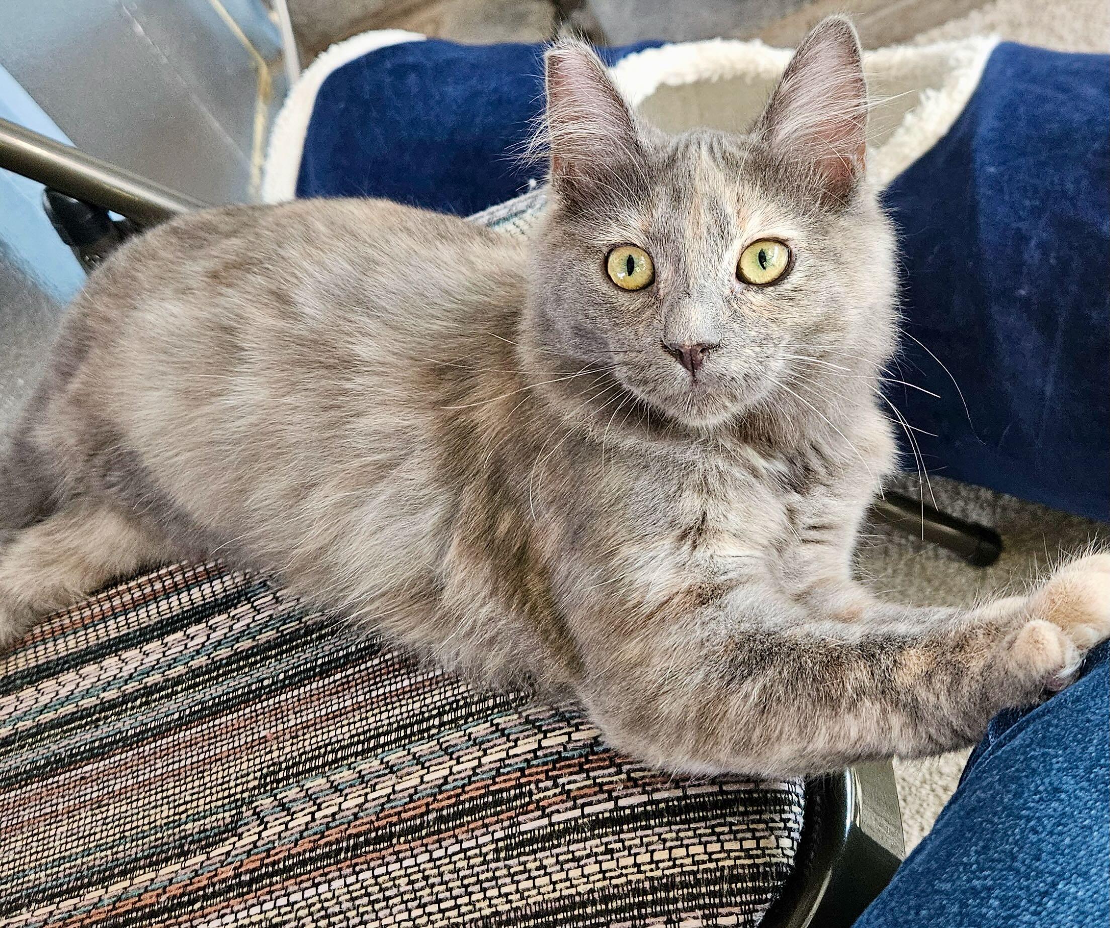 Enlarge Bootsy & Mocha, a Adoptable mixed breed in Portland, OR image 5/6
