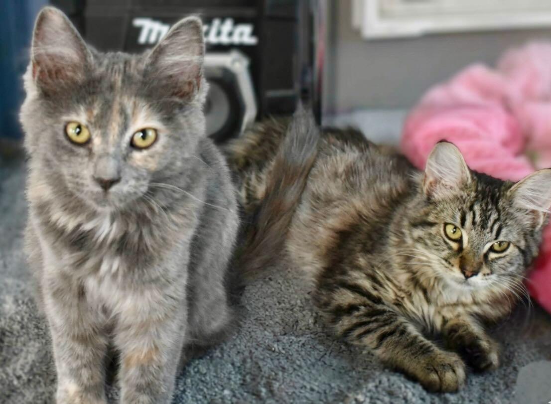Bootsy & Mocha, Adoptable, Kitten Female Dilute Tortoiseshell & Maine Coon.