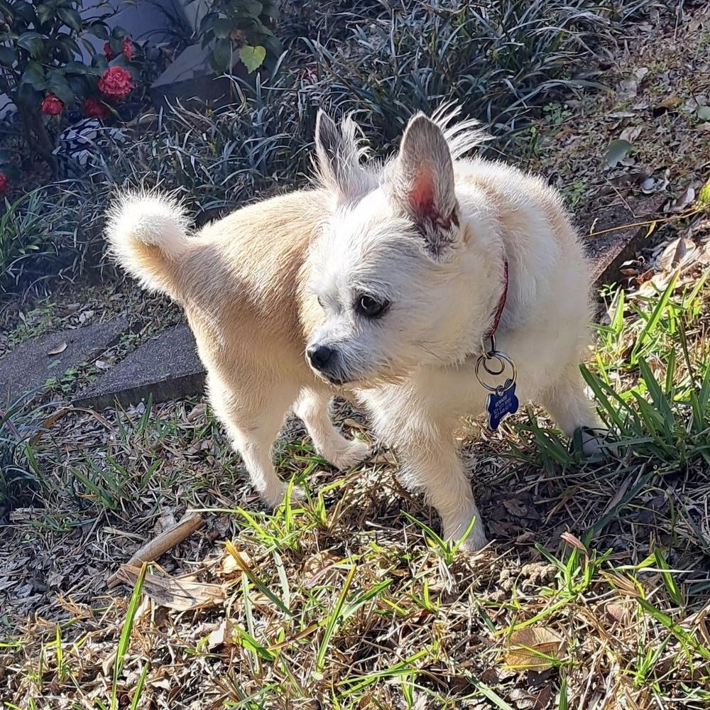 Leo, a Adoptable mixed breed in Orlando, FL image 1/6