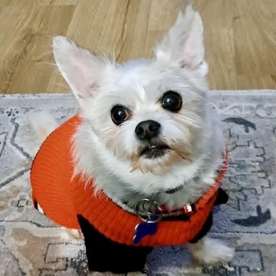 Leo, a Adoptable mixed breed in Orlando, FL image 3/6