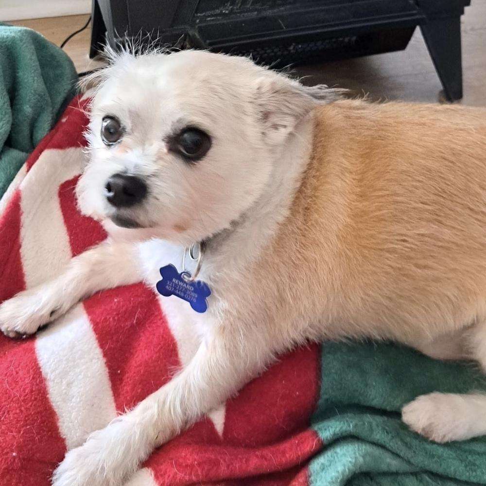 Leo, a Adoptable mixed breed in Orlando, FL image 5/6