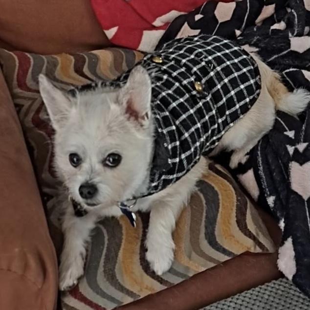 Leo, a Adoptable mixed breed in Orlando, FL image 6/6