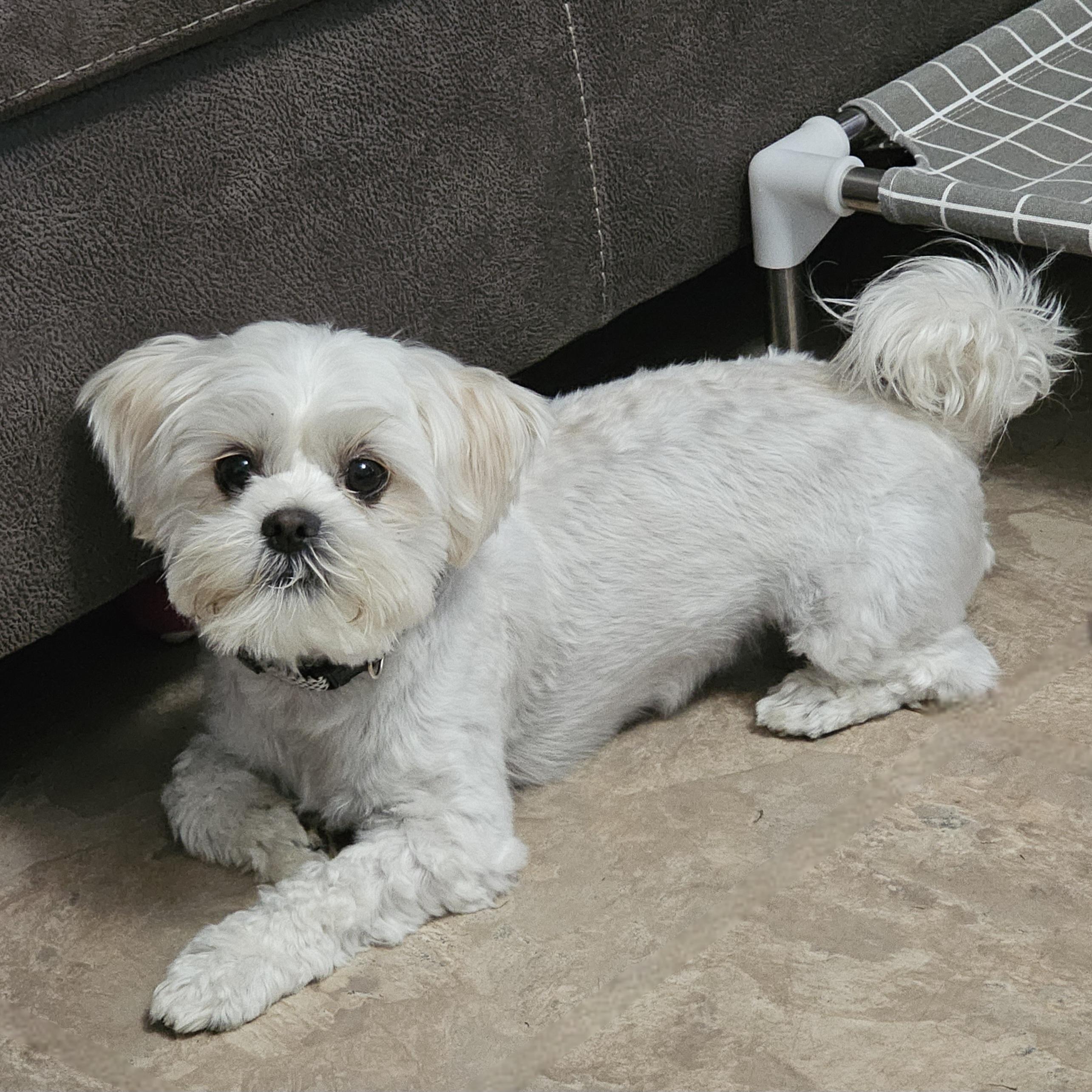 MARSHIE, a Adoptable mixed breed in Fenton, MI image 5/6