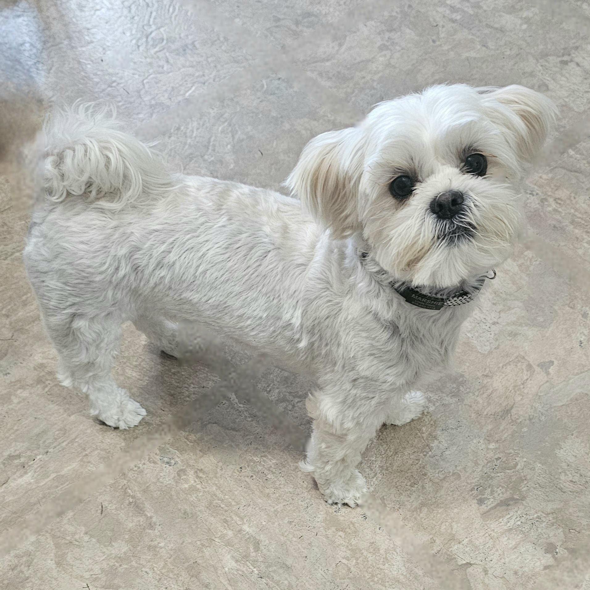 MARSHIE, a Adoptable mixed breed in Fenton, MI image 4/6