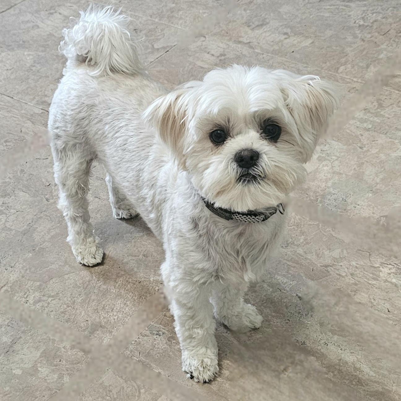 MARSHIE, a Adoptable mixed breed in Fenton, MI image 2/6