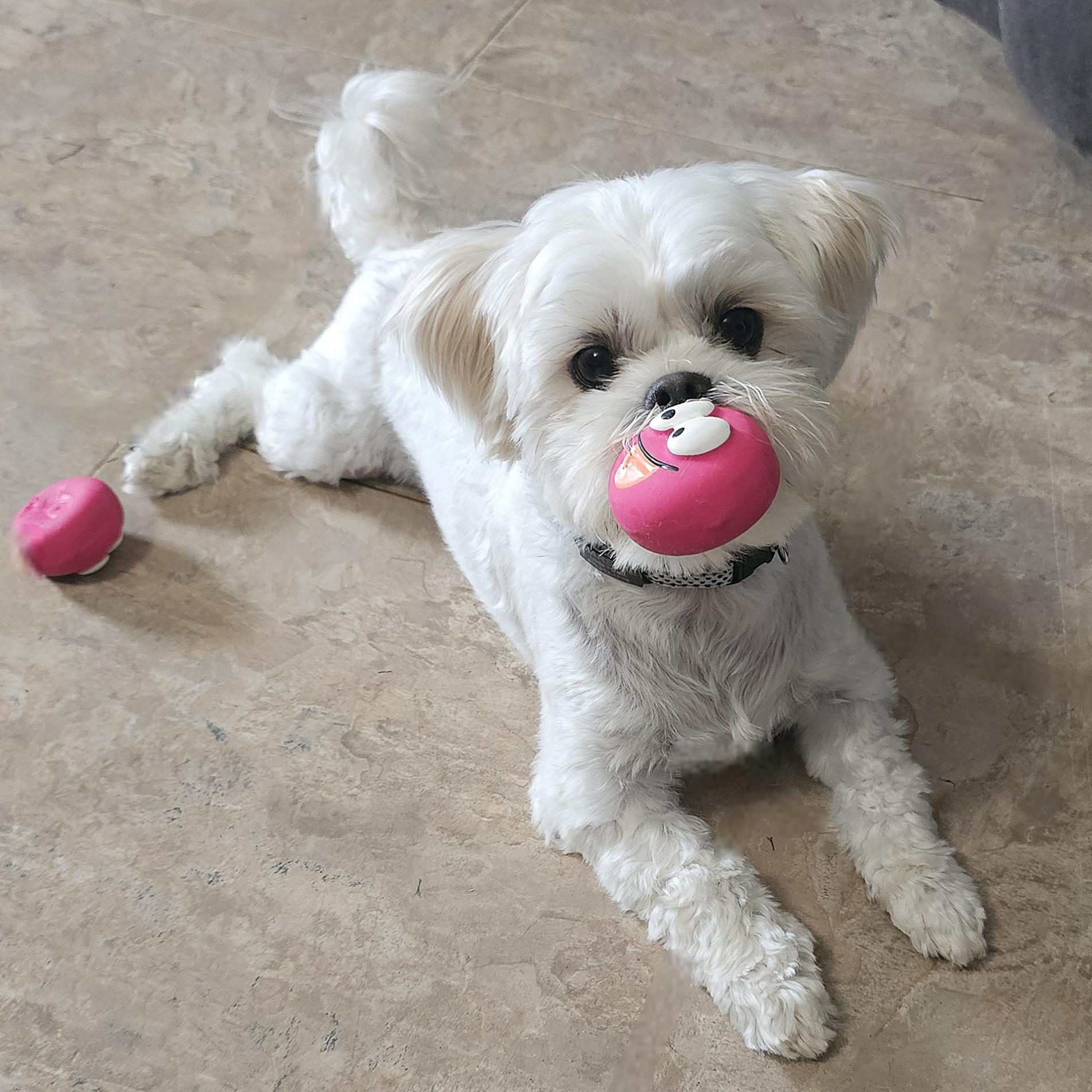 MARSHIE, a Adoptable mixed breed in Fenton, MI image 6/6