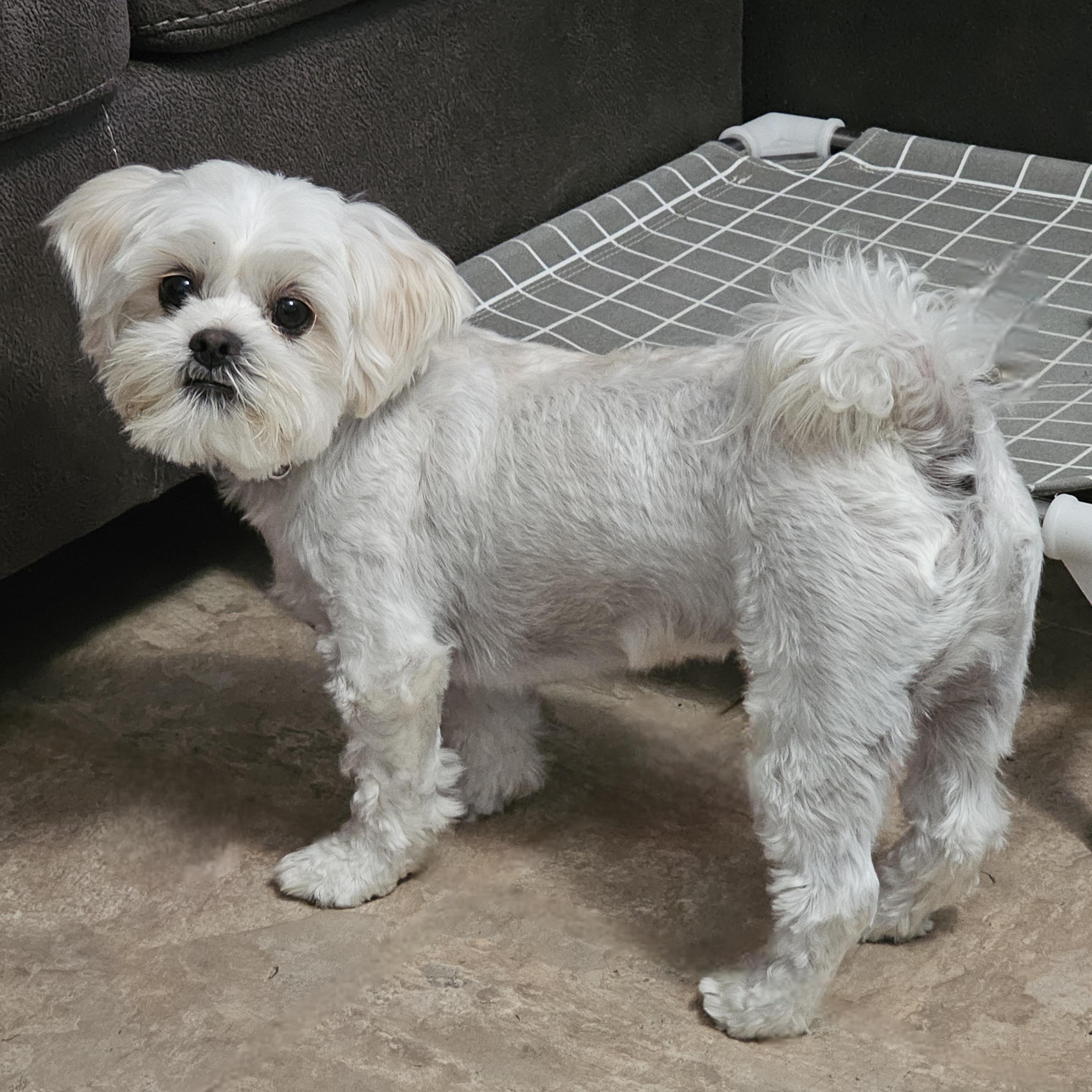 MARSHIE, a Adoptable mixed breed in Fenton, MI image 3/6