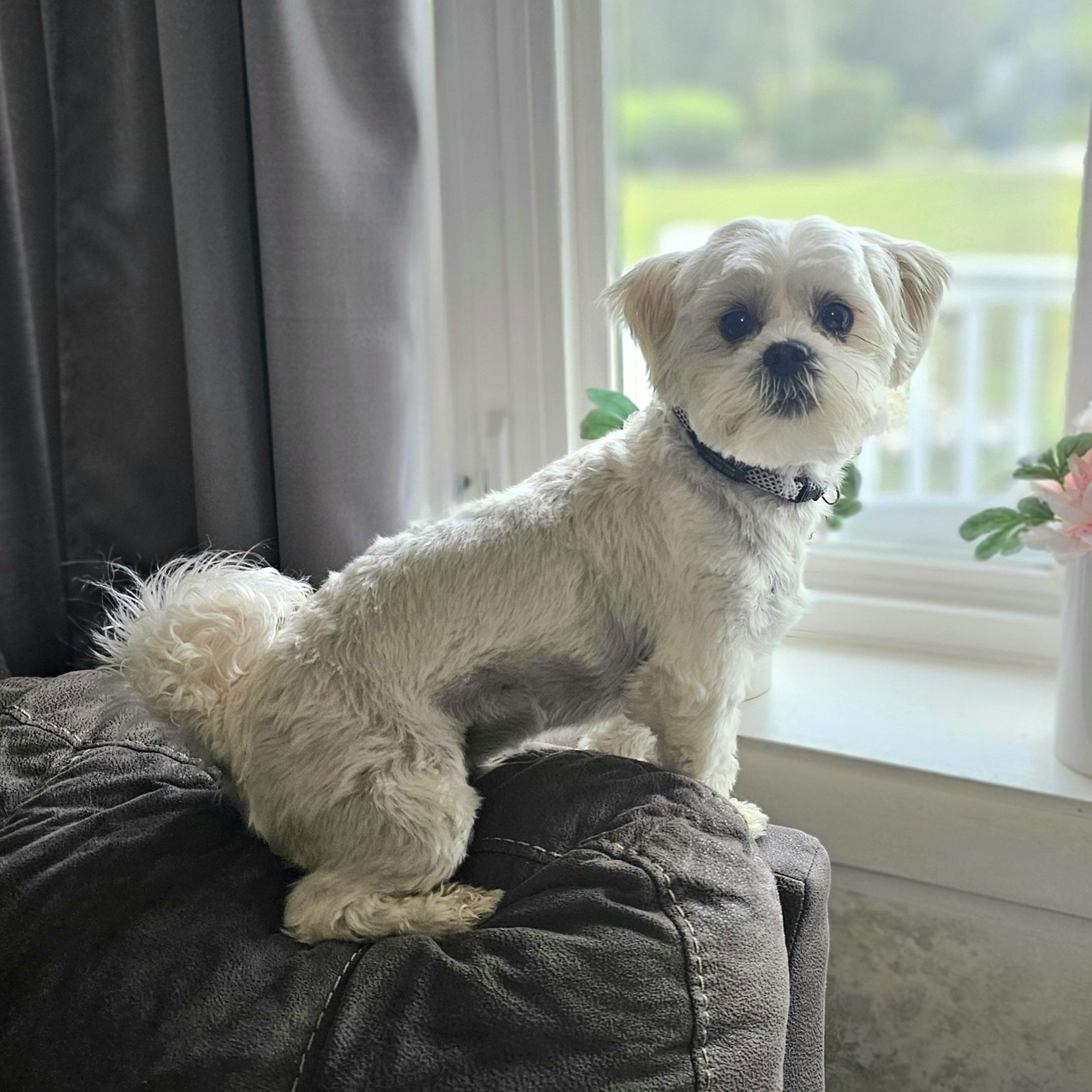 MARSHIE, Adoptable, Young Male Shih Tzu & Yorkshire Terrier.