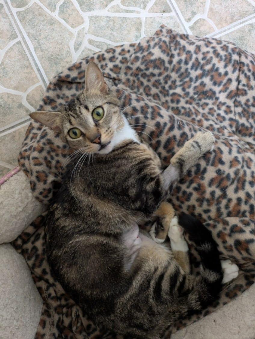 Nugget, Adopted, Adult Female Domestic Short Hair.