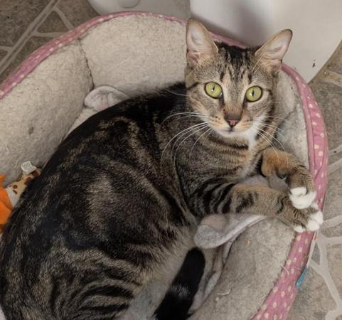 Nugget, Adoptable, Young Female Domestic Short Hair.