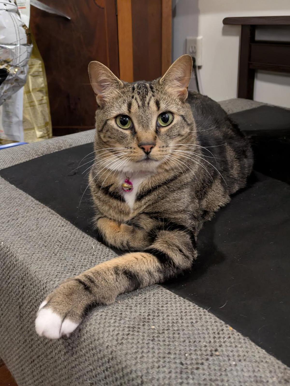 Enlarge Nugget, a Adopted Domestic Short Hair in Philadelphia, PA image 3/4