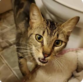 Nugget, Adoptable, Young Female Domestic Short Hair.