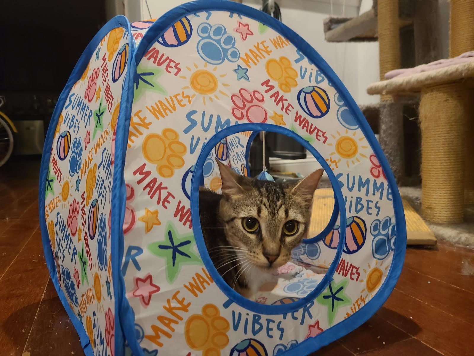 Enlarge Nugget, a Adopted Domestic Short Hair in Philadelphia, PA image 4/4