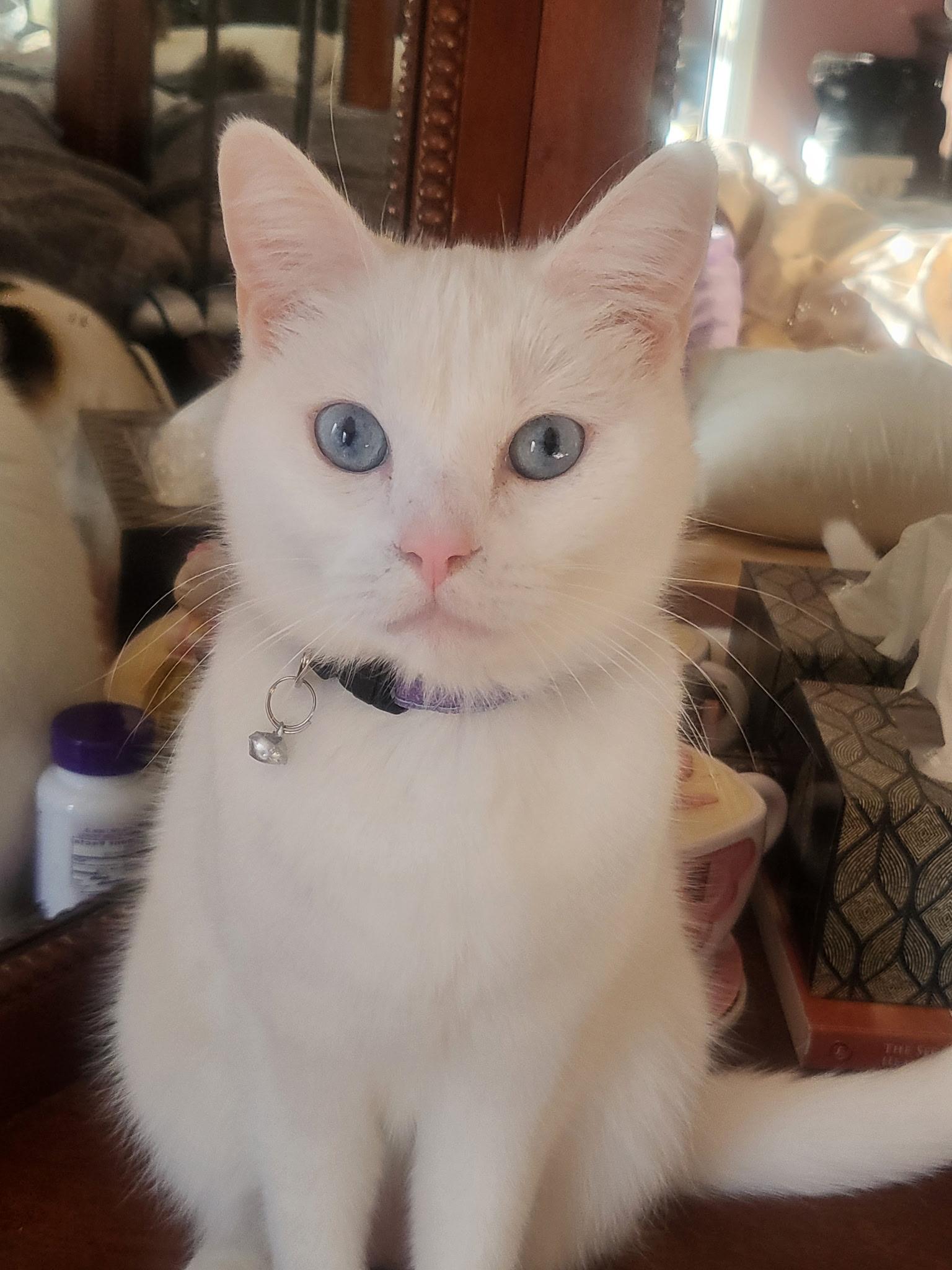 Agapita, ADOPTABLE, Adult Female Domestic Short Hair.