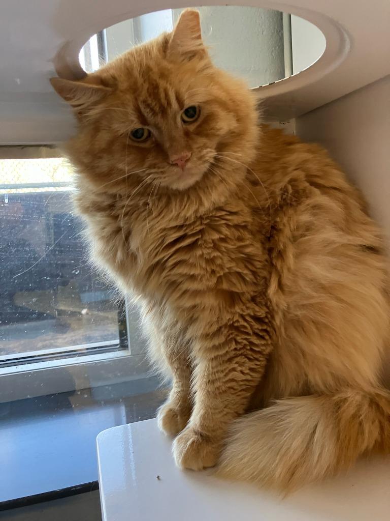 Enlarge Eeyore, a Adoptable Domestic Short Hair in Mustang, OK image 1/1