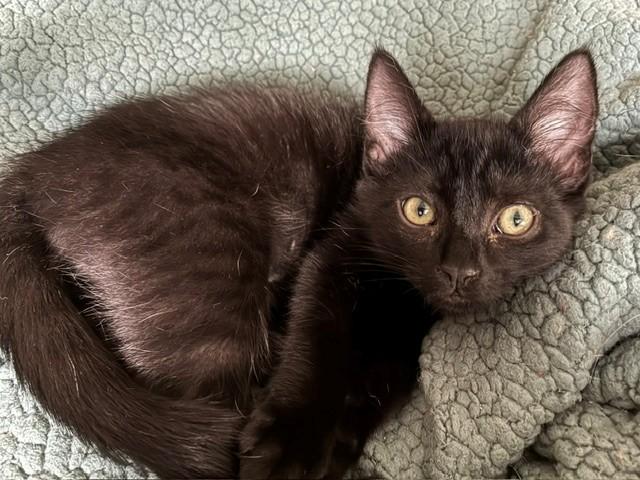 Enlarge Nina, a Adoptable mixed breed in Anchorage, AK image 1/6