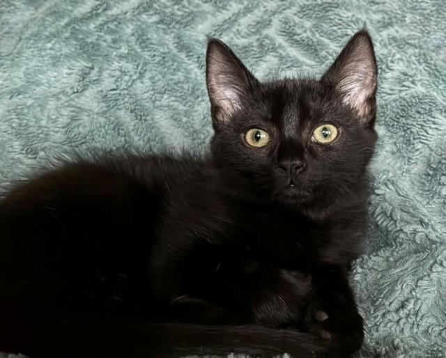 Enlarge Nina, a Adoptable mixed breed in Anchorage, AK image 3/6