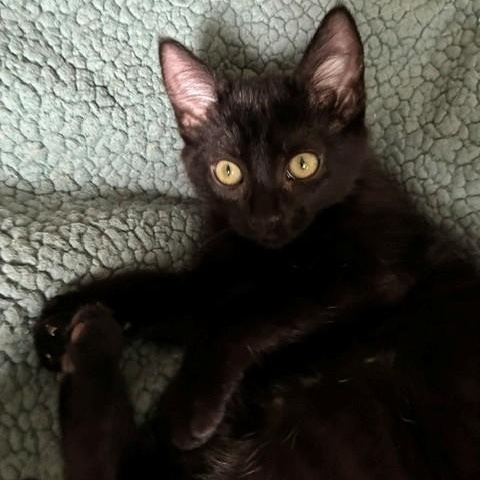 Enlarge Nina, a Adoptable mixed breed in Anchorage, AK image 4/6