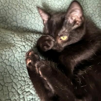 Enlarge Nina, a Adoptable mixed breed in Anchorage, AK image 5/6