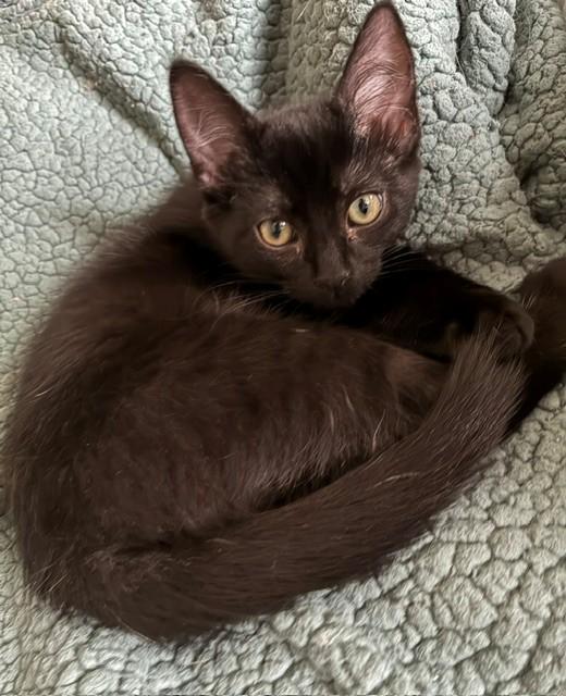Enlarge Nina, a Adoptable mixed breed in Anchorage, AK image 2/6