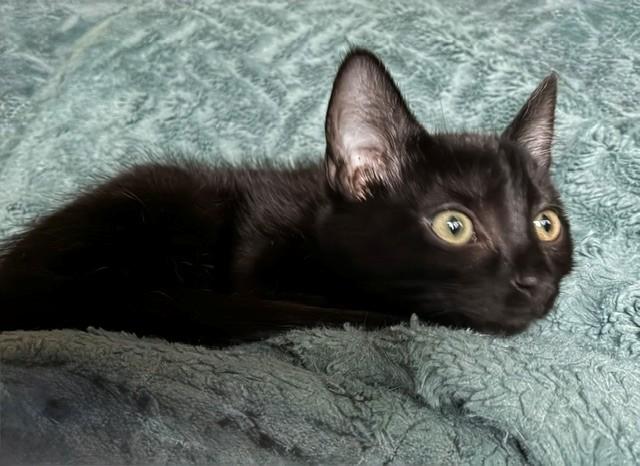 Enlarge Nina, a Adoptable mixed breed in Anchorage, AK image 6/6