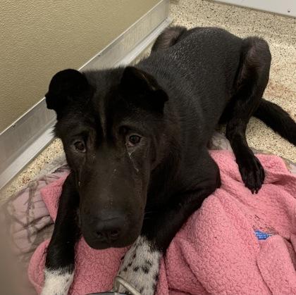 Enlarge Shiloh, a Adoptable mixed breed in Lafayette, IN image 1/3