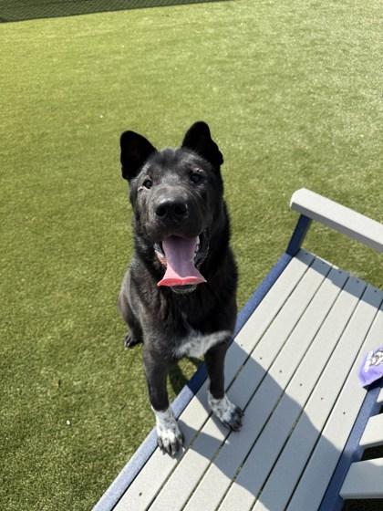 Enlarge Shiloh, a Adoptable mixed breed in Lafayette, IN image 2/3